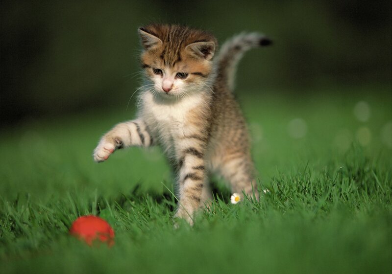 kitten playing with red ball