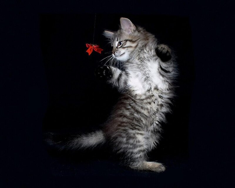 kitten playing with red bow