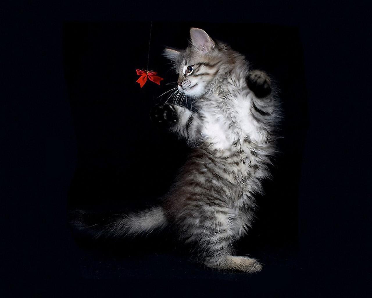 kitten playing with red bow