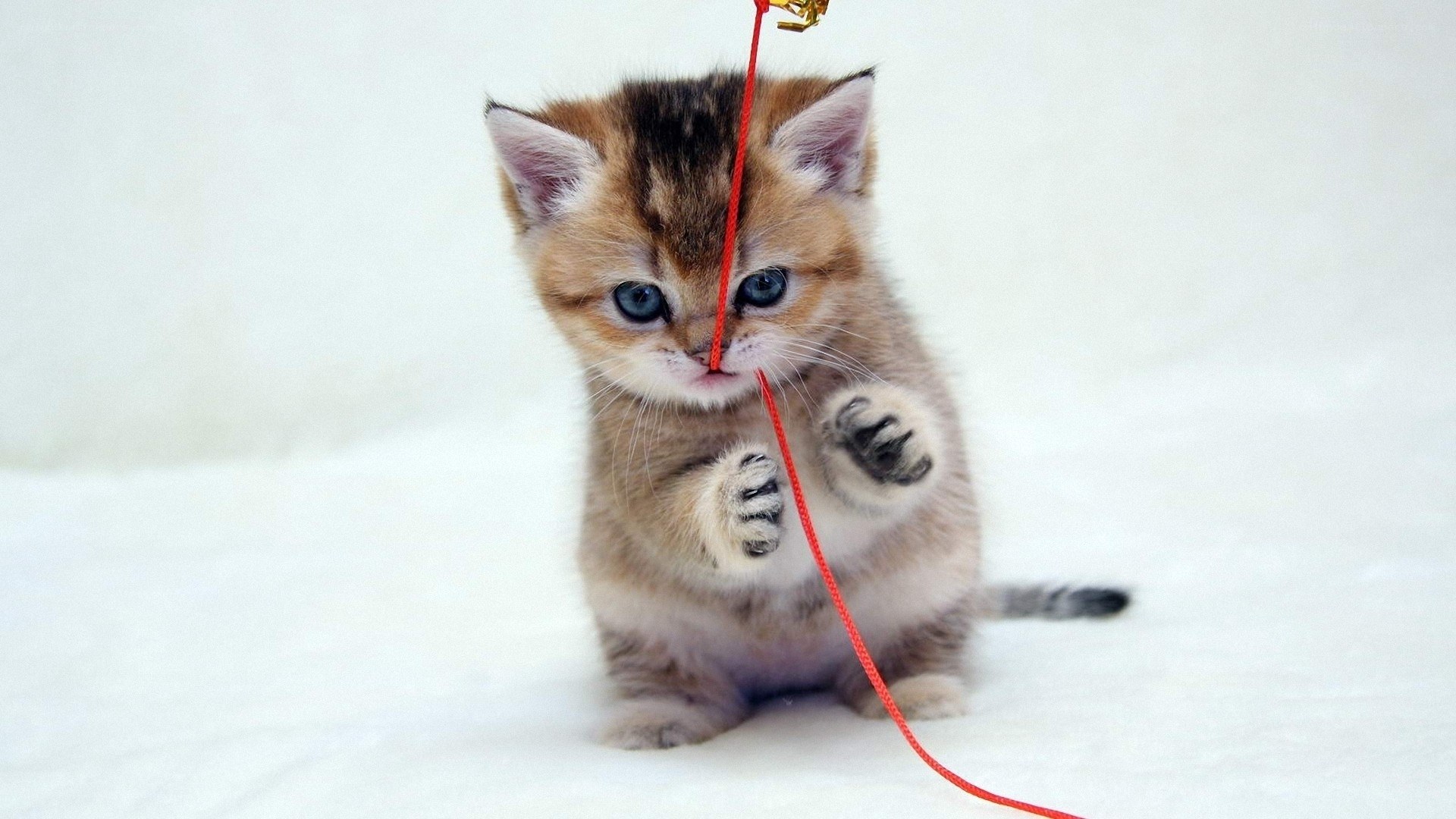 kitten playing with red string