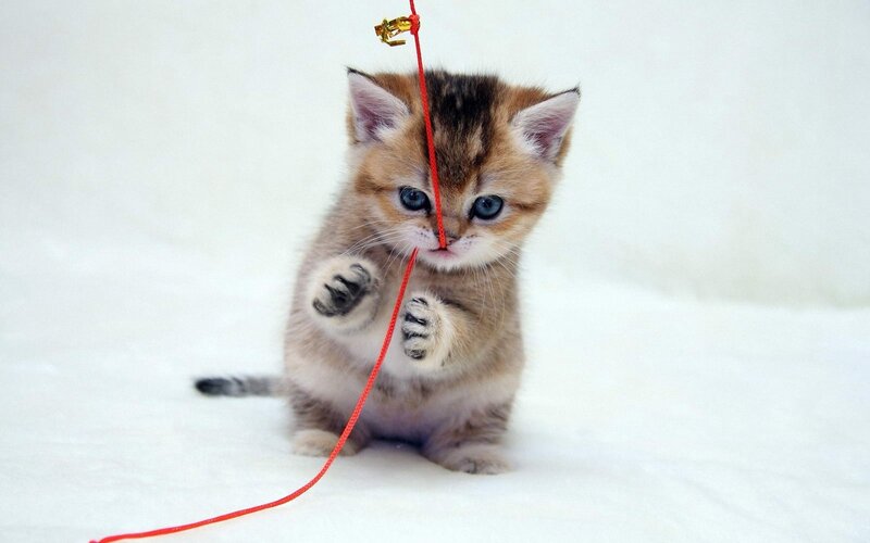 kitten playing with red string