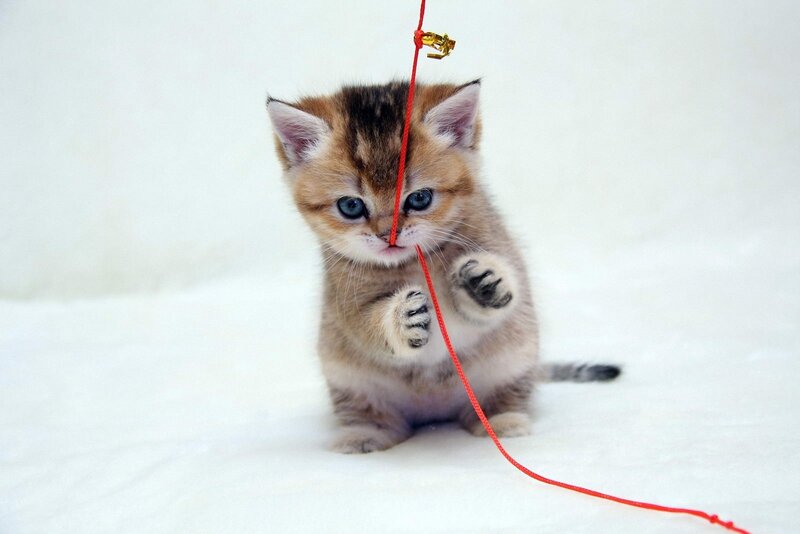 kitten playing with red string