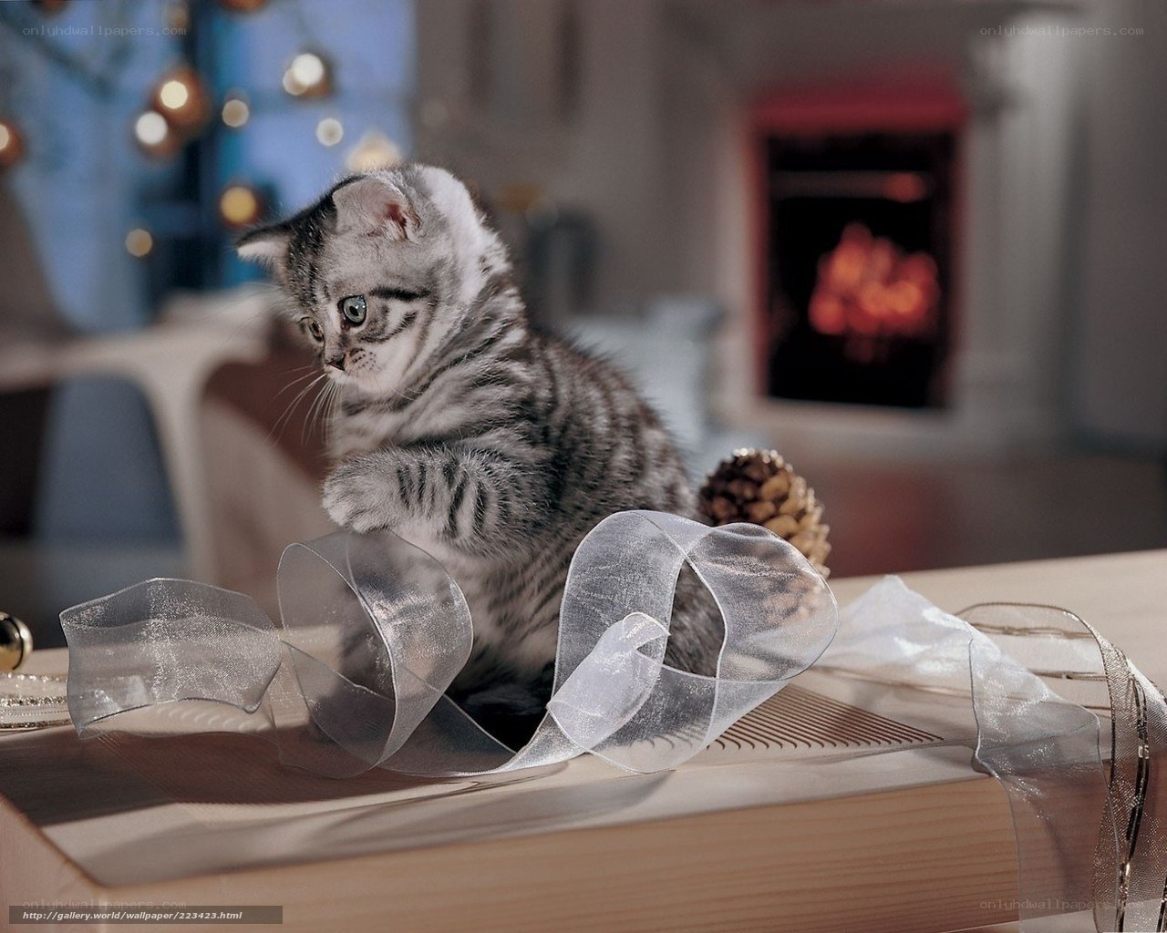 kitten playing with ribbon