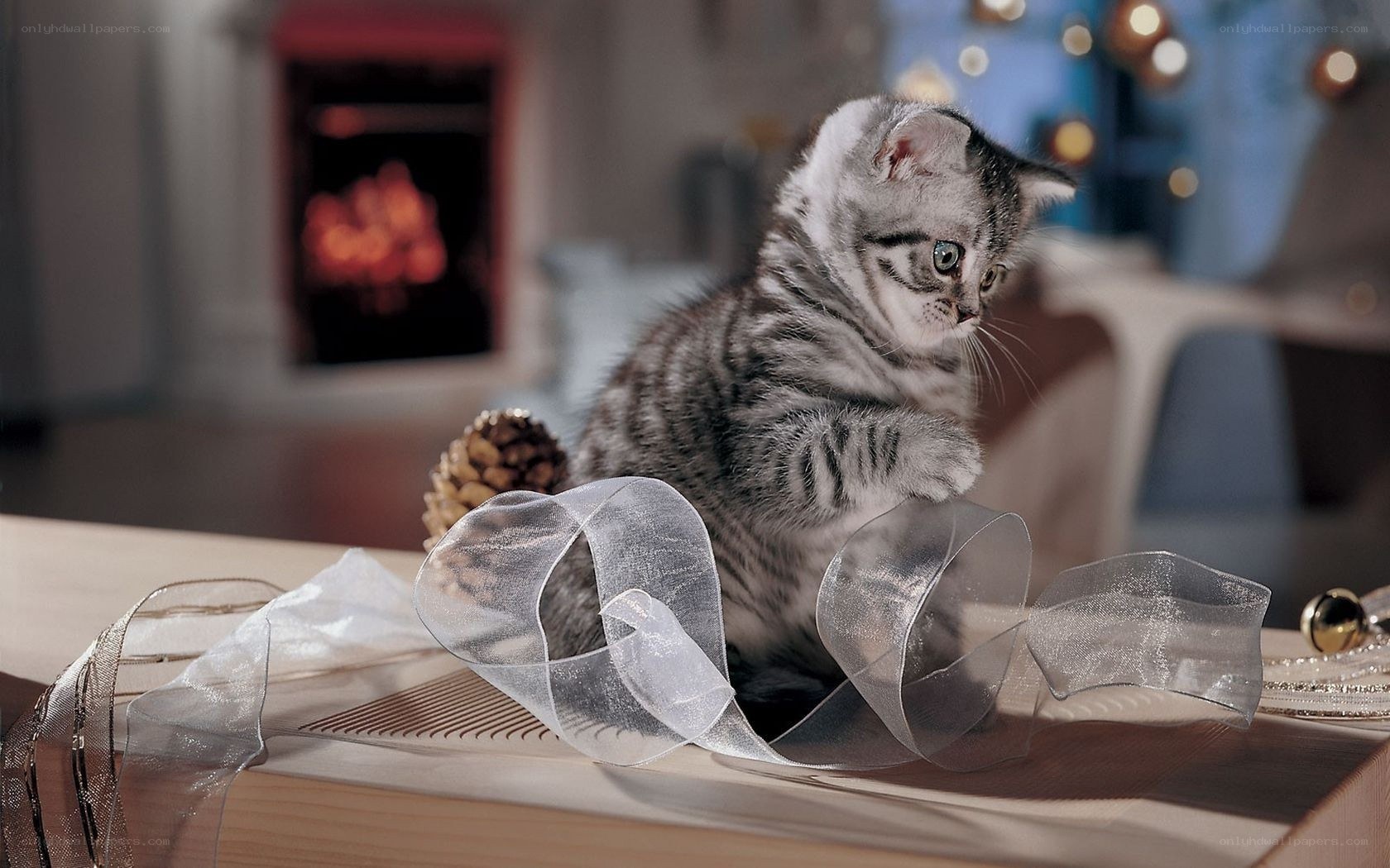 kitten playing with ribbon