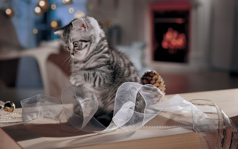 kitten playing with ribbon