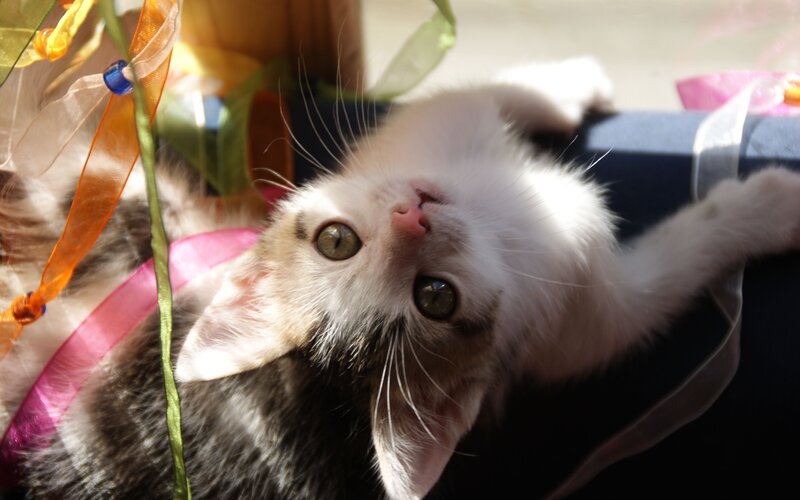 kitten playing with ribbons