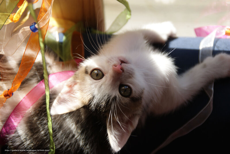 kitten playing with ribbons