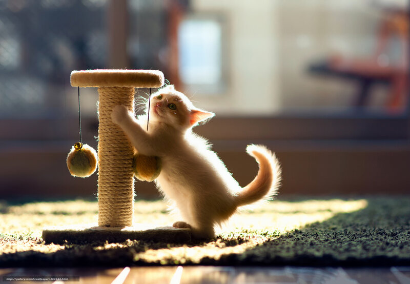 kitten playing with scratching post