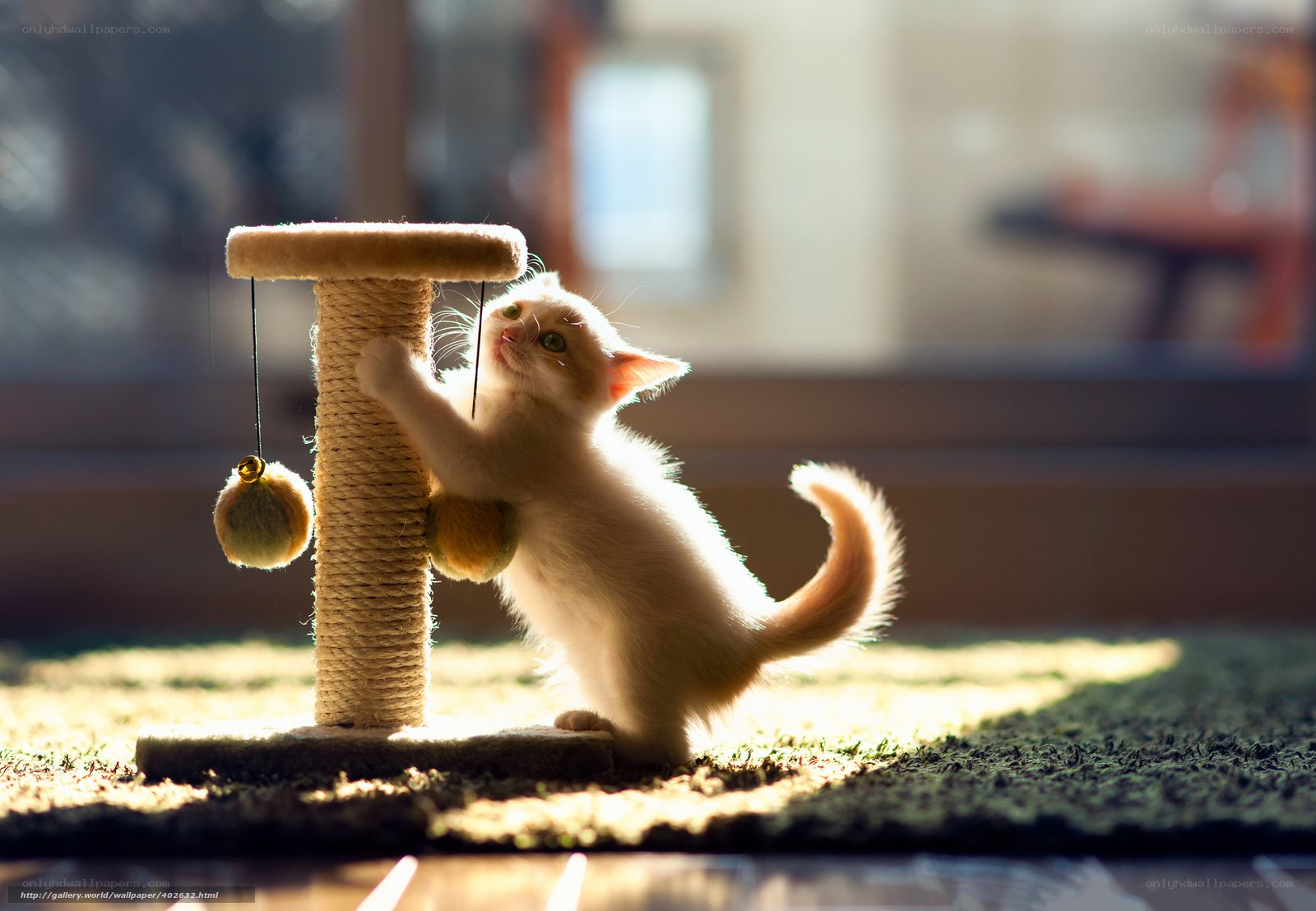 kitten playing with scratching post