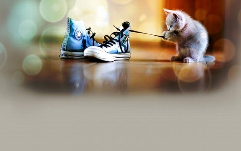 Kitten Playing with Shoe — Gray, Playful