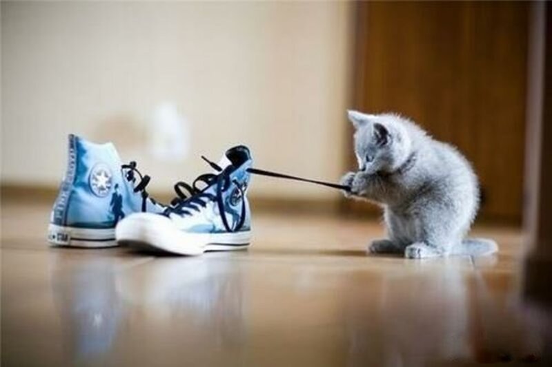 kitten playing with shoelace
