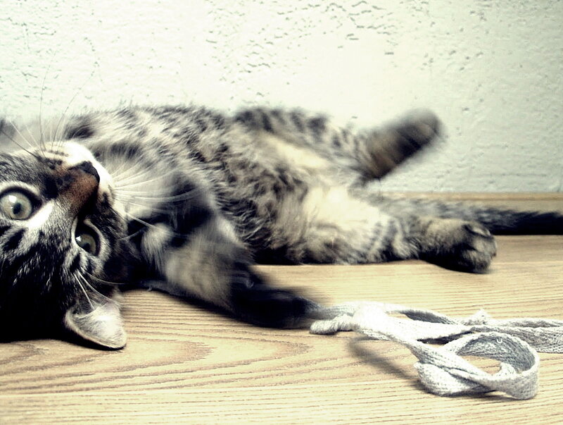 kitten playing with string