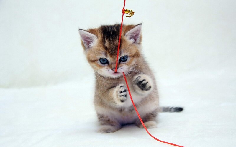 kitten playing with string