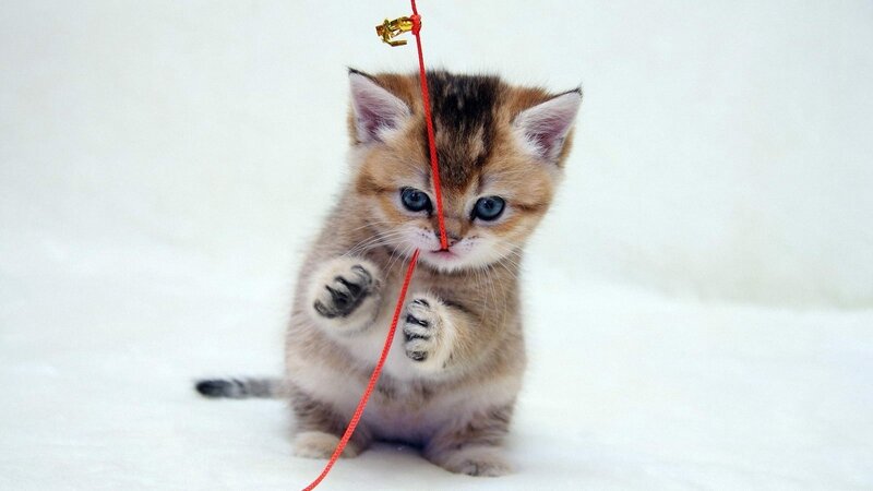 kitten playing with string