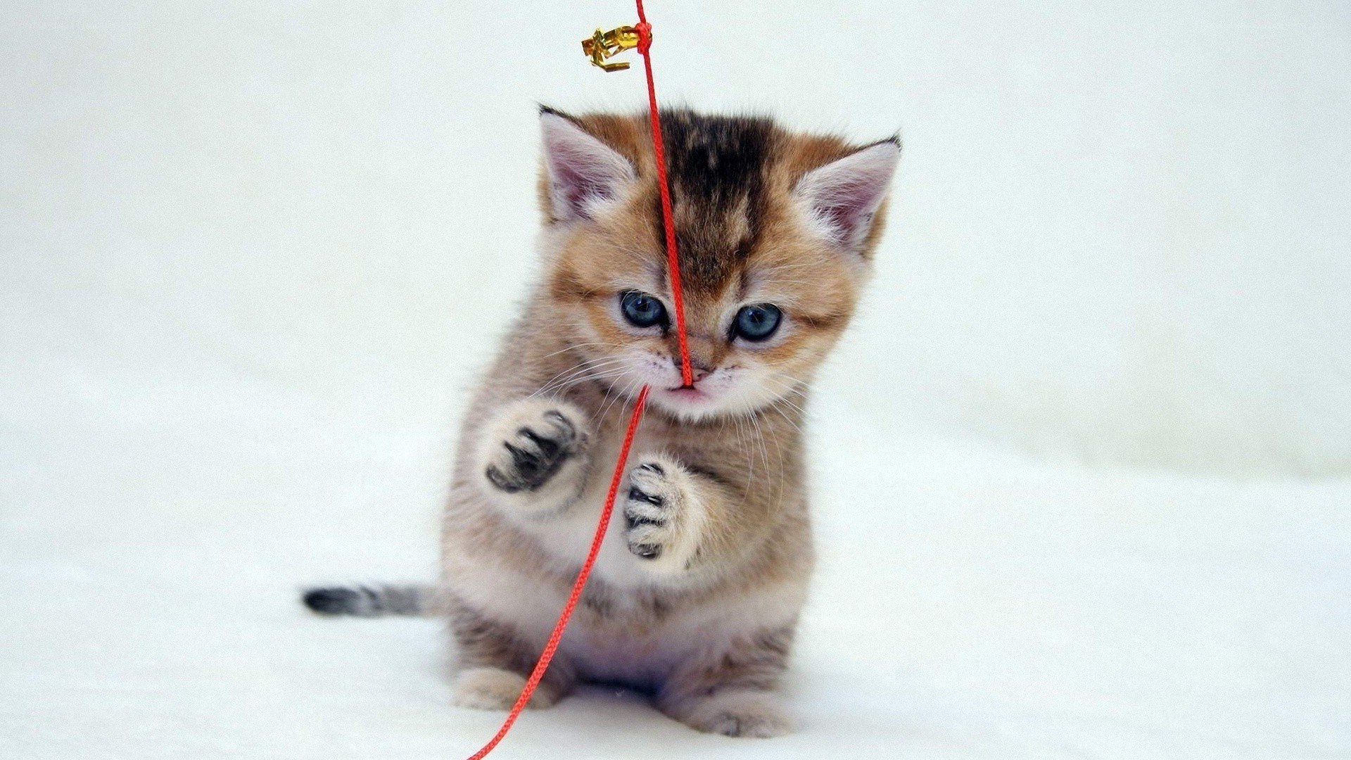 kitten playing with string