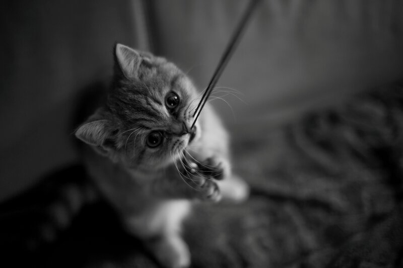 Kitten Playing with String — Black