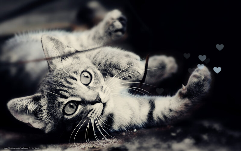 kitten playing with string