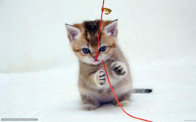 Kitten Playing with String — White, Playful, Photograph, Cat