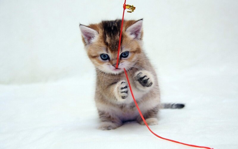 Kitten Playing with String — White, Playful, Photograph, Paws, Tail, Brown, Red