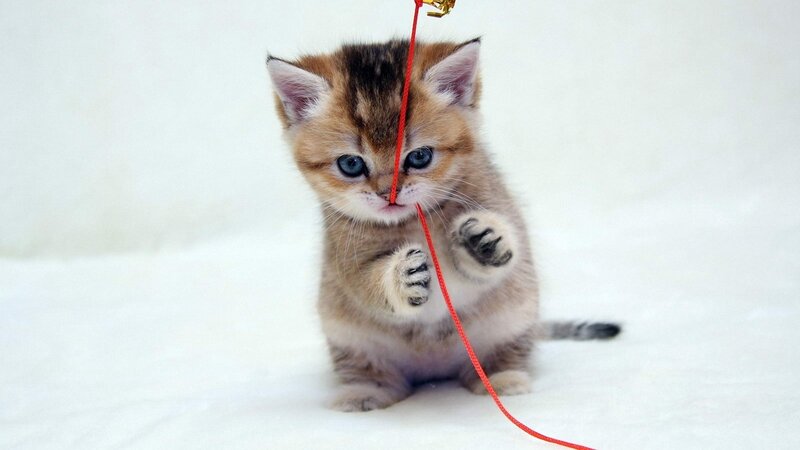 Kitten Playing with String — White, Playful, Photograph, Paws, Tail