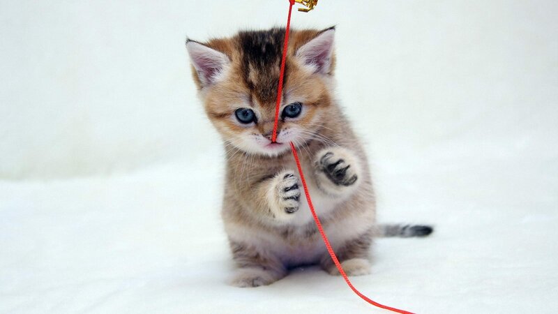 Kitten Playing with String — White, Playful, Photograph, Paws