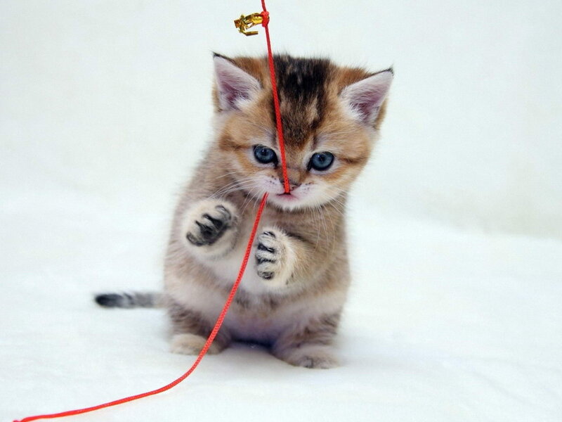 Kitten Playing with String — White, Playful, Photograph, Toy, Paws