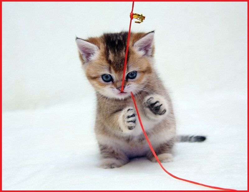 Kitten Playing with String — White, Playful, Photograph, Toy