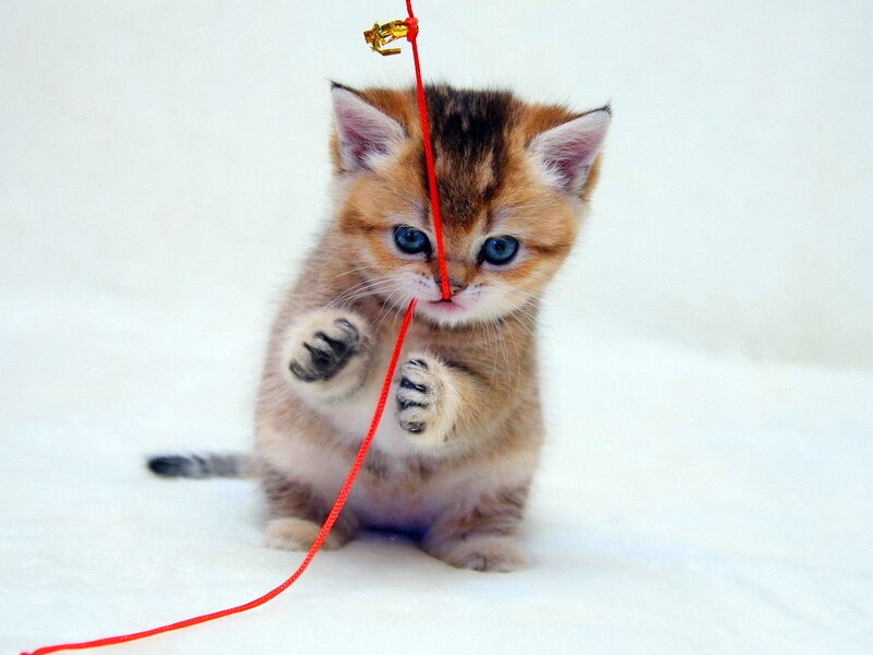 Kitten Playing with String — White, Playful