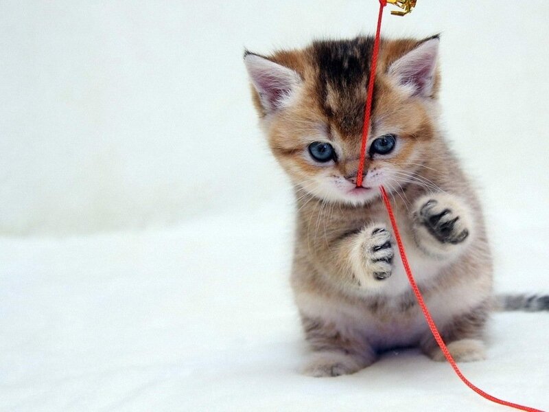 Kitten Playing with String — White
