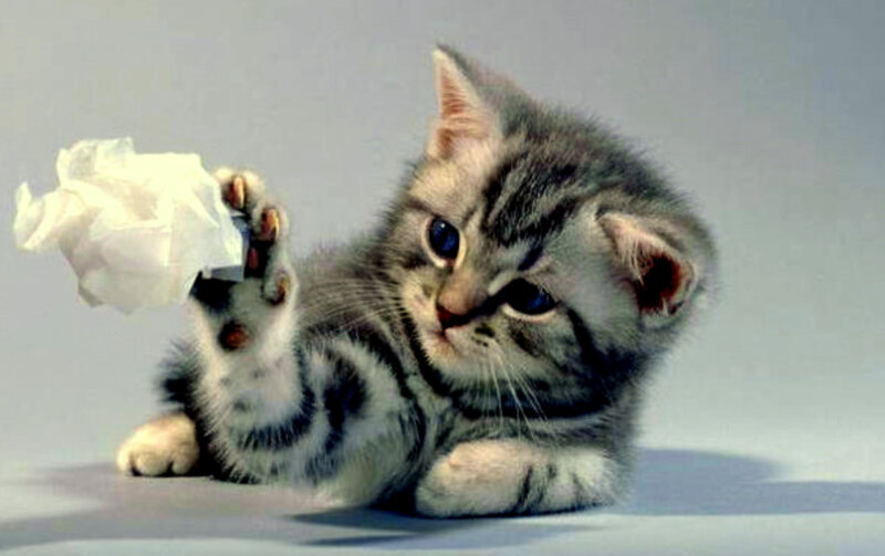 kitten playing with tissue paper