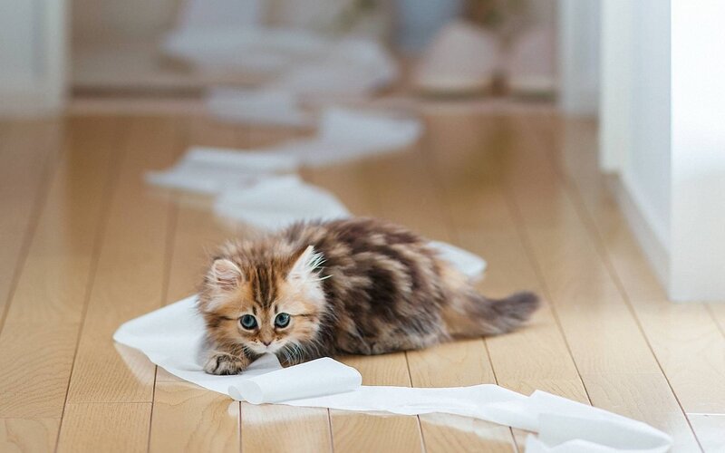 kitten playing with toilet paper