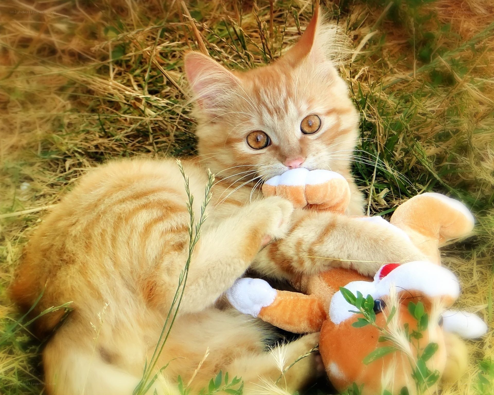 kitten playing with toy