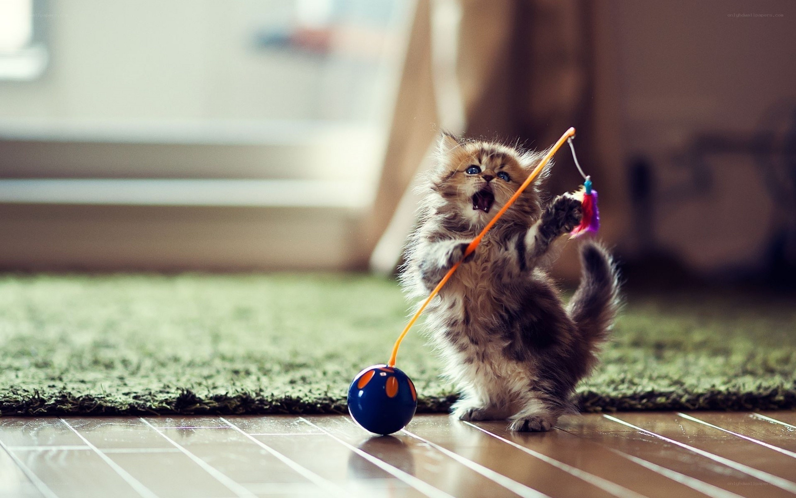 kitten playing with toy