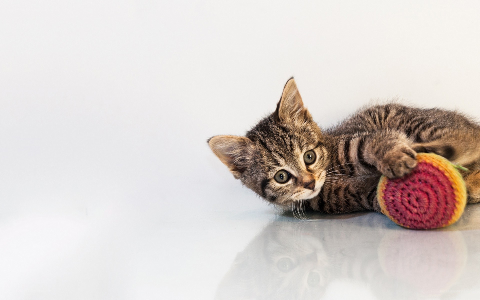 kitten playing with toy