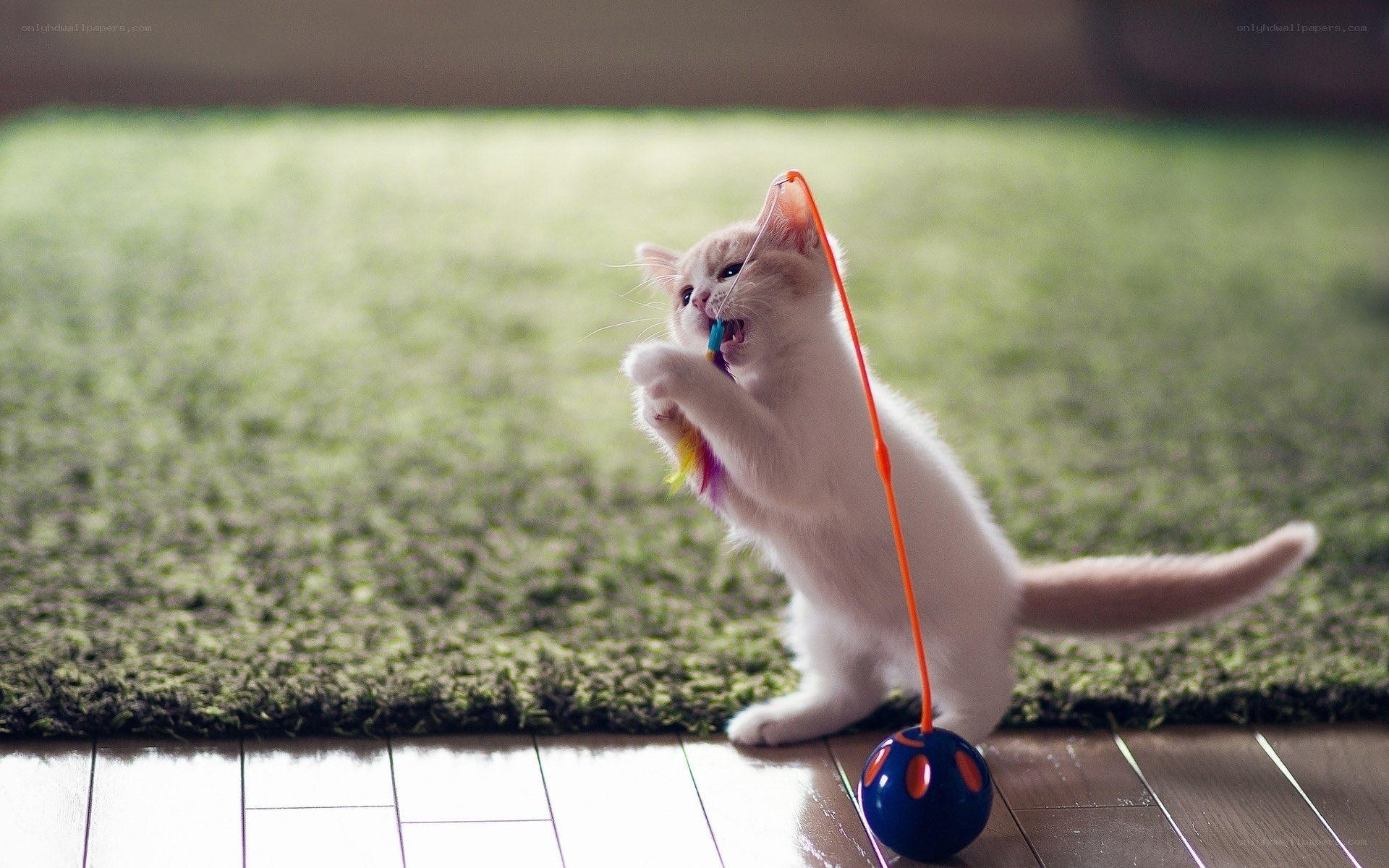 kitten playing with toy