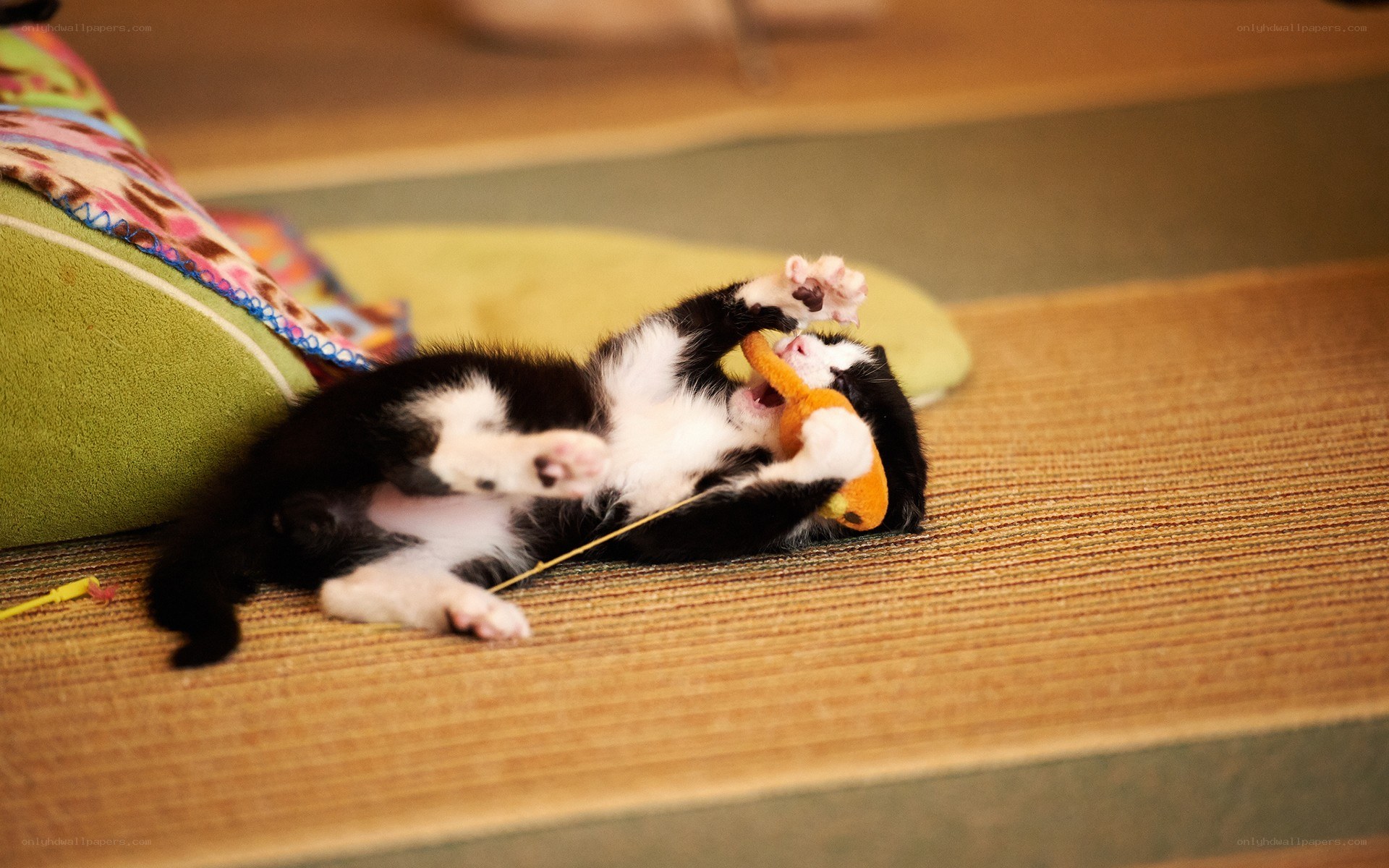 kitten playing with toy
