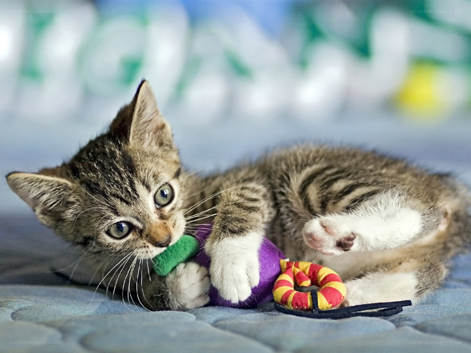 kitten playing with toy