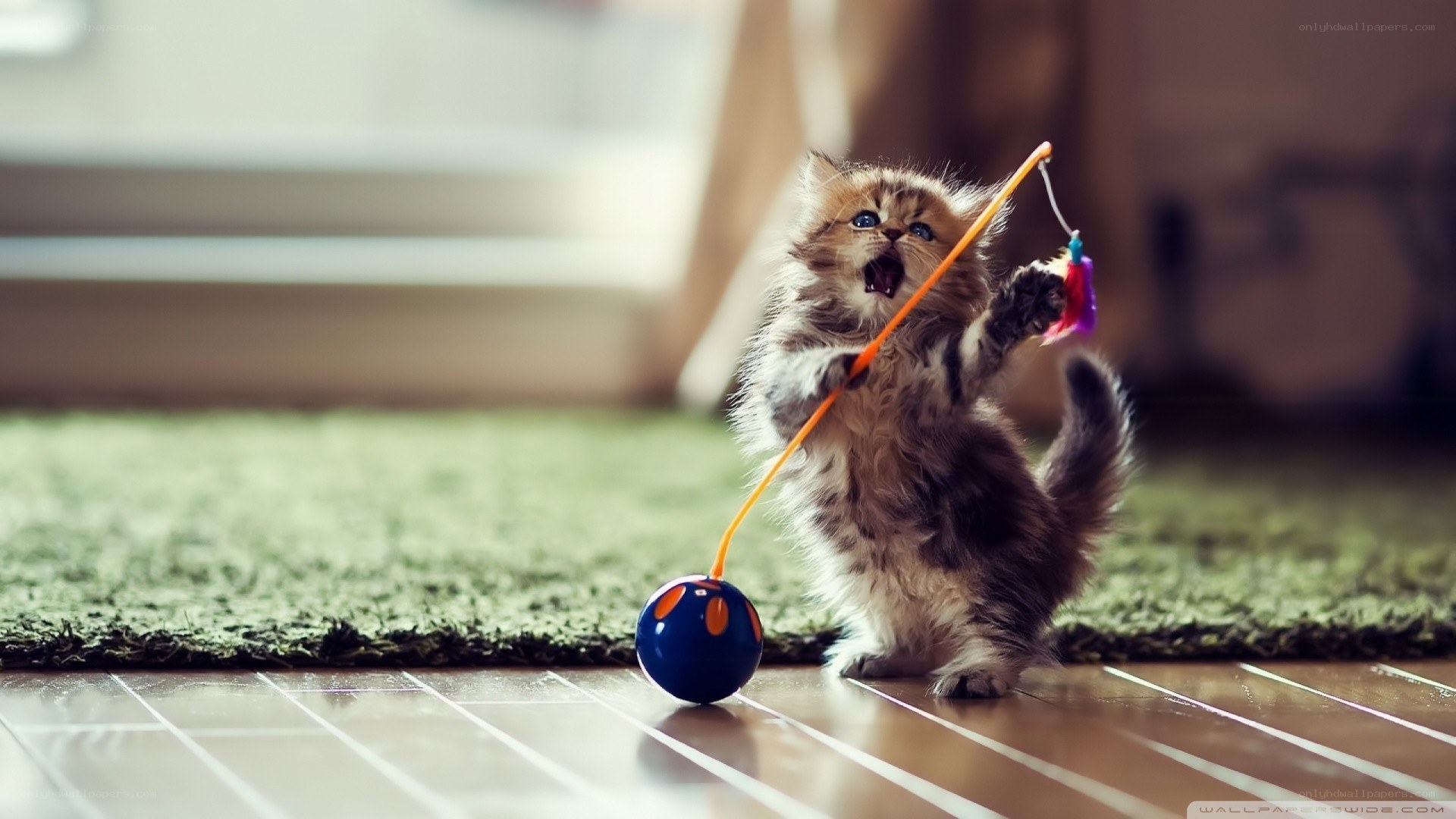 kitten playing with toy