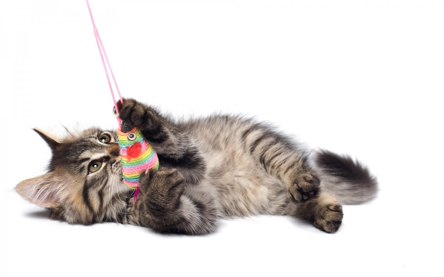 kitten playing with toy