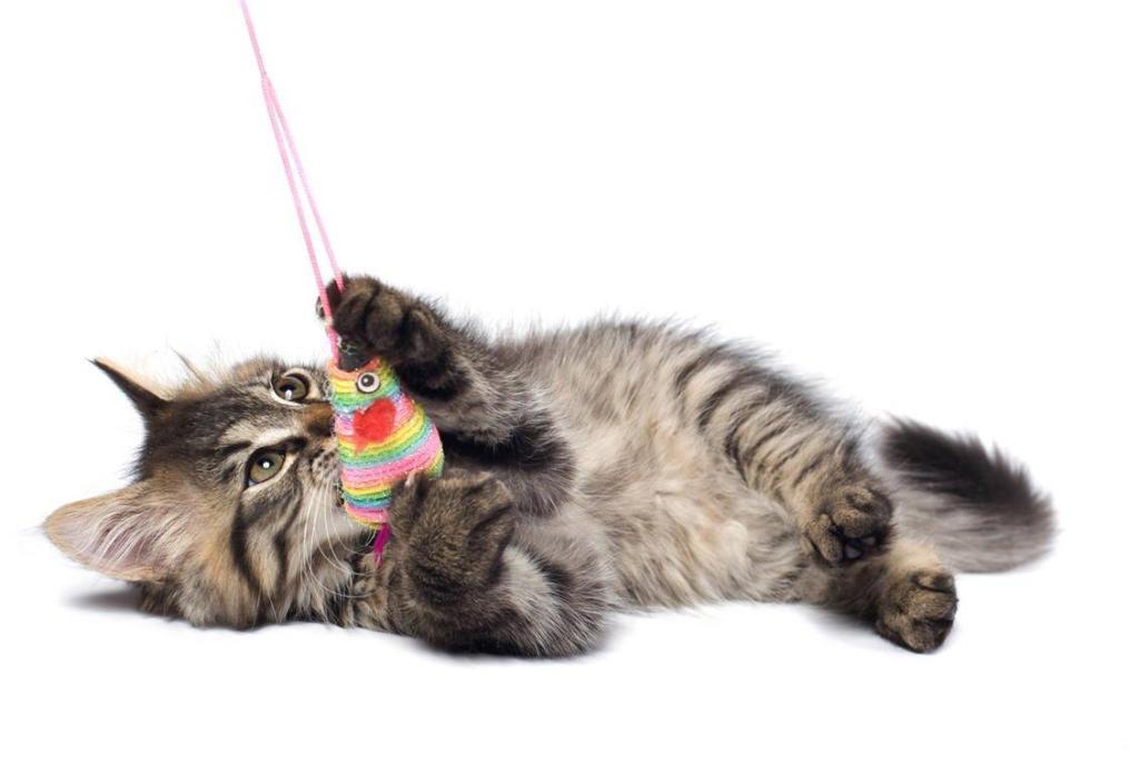 kitten playing with toy