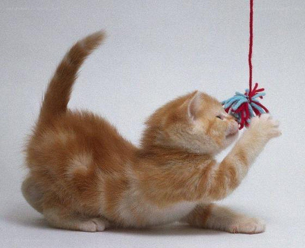 kitten playing with toy