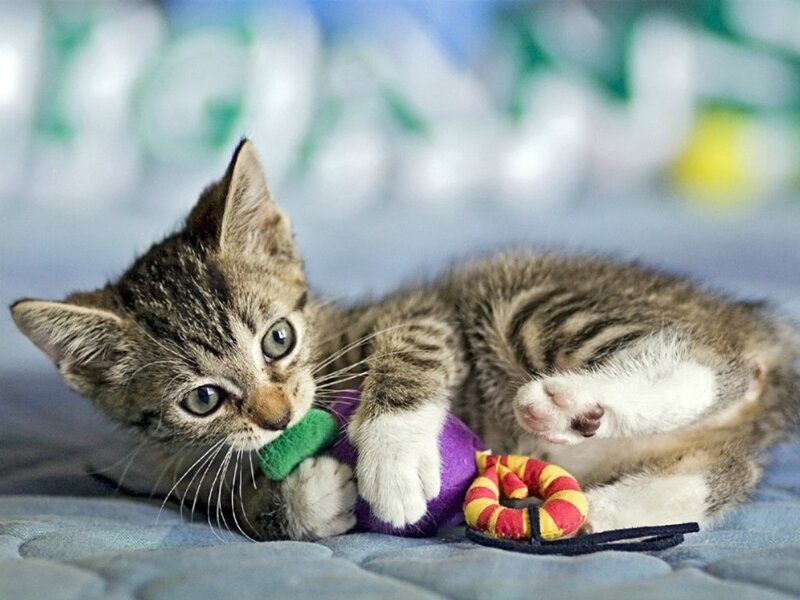 kitten playing with toy