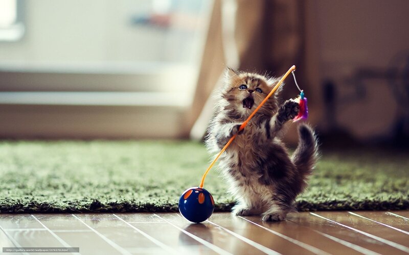 kitten playing with toy