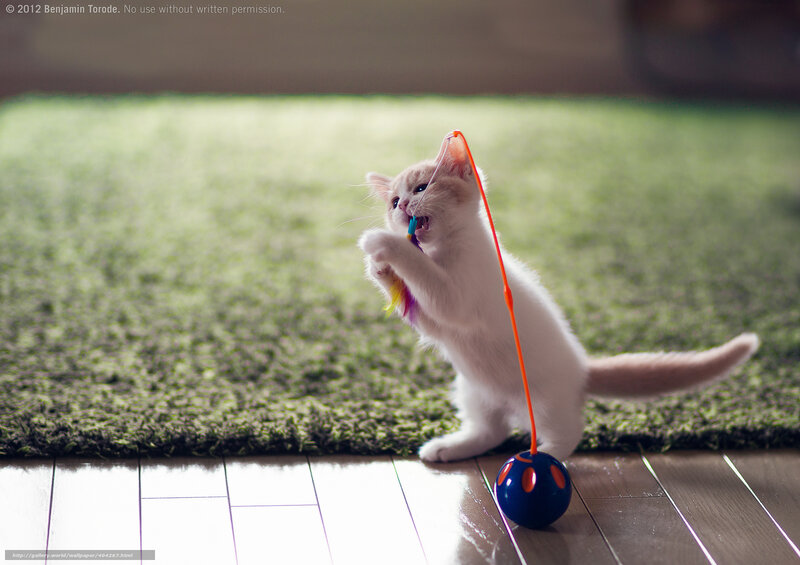 Kitten playing with toy