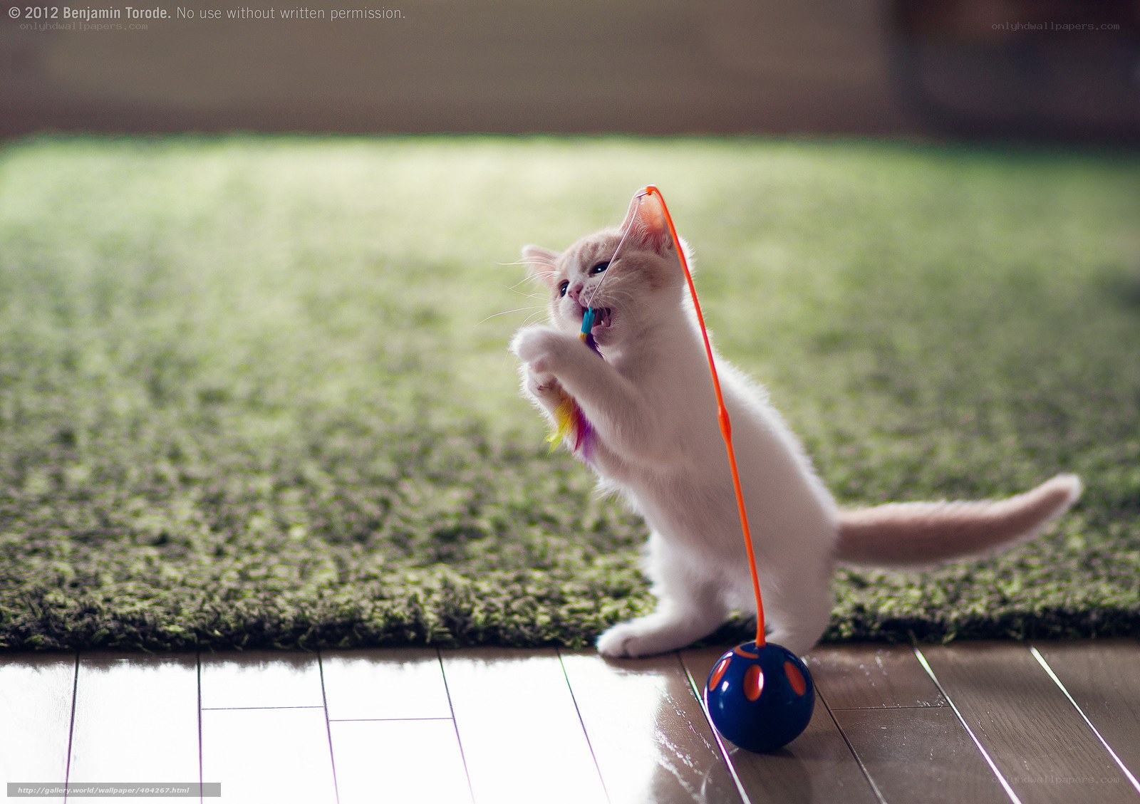 Kitten playing with toy