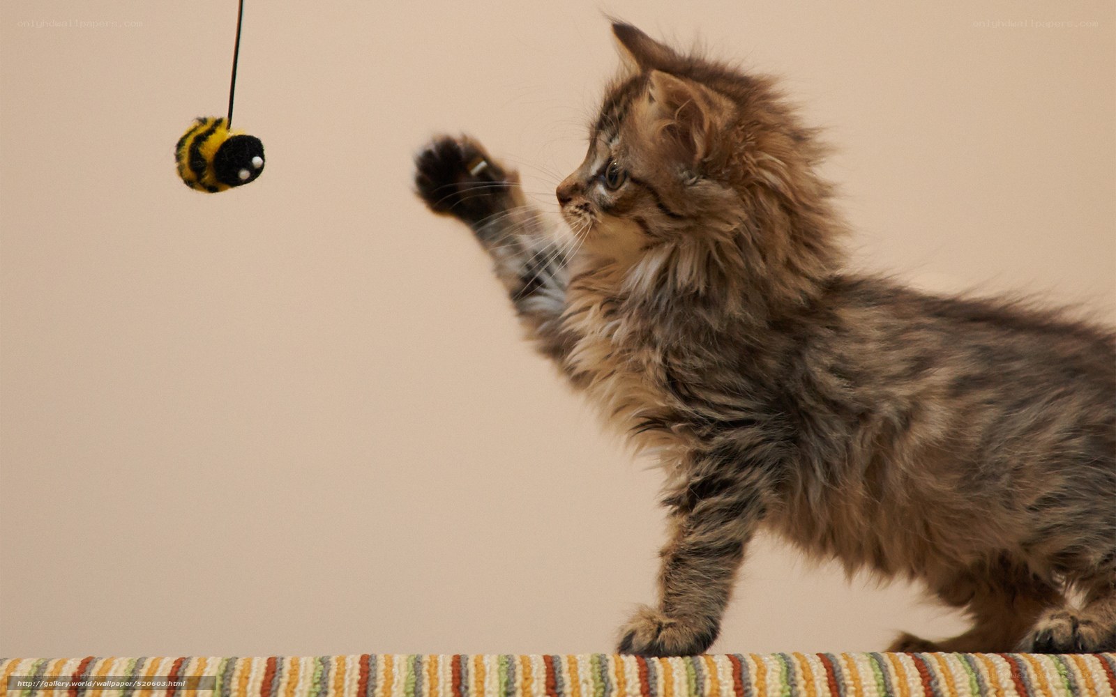 kitten playing with toy