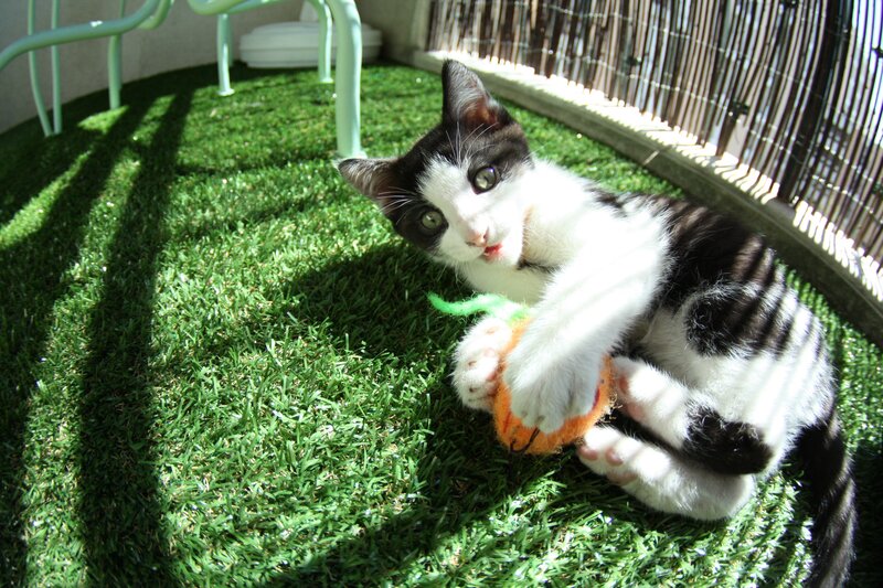 kitten playing with toy
