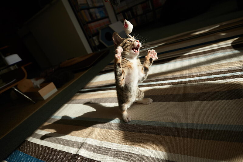 Kitten Playing with Toy — Brown, Playful, Afternoon