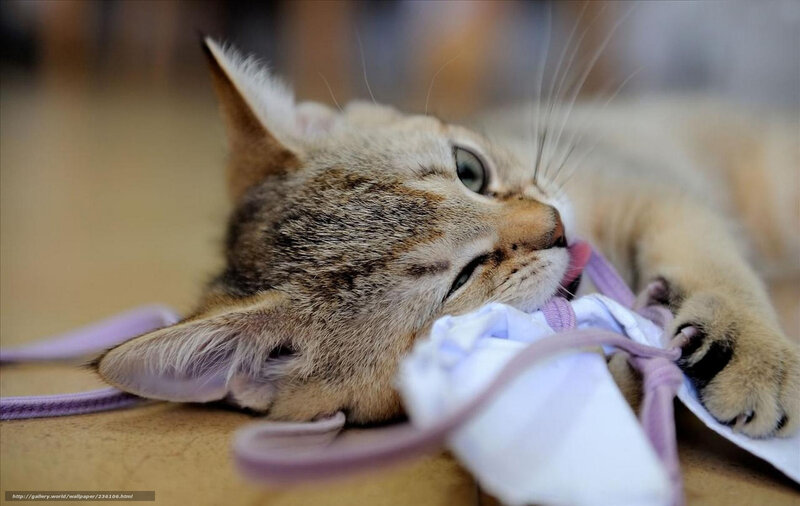Kitten Playing with Toy — Brown, Playful, Photograph, String