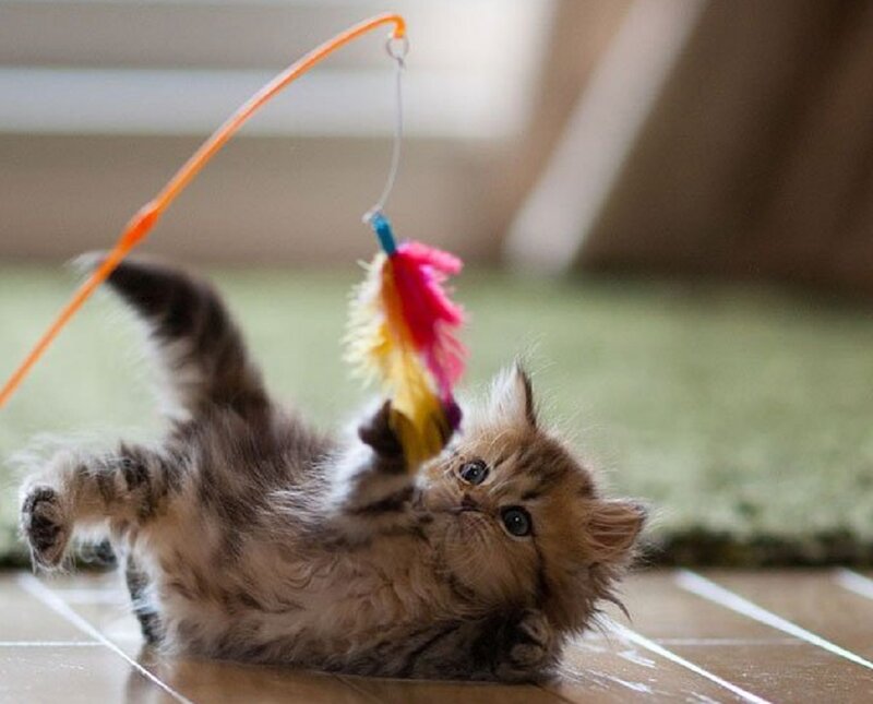 Kitten Playing with Toy — Brown, Playful, Photograph